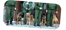 Die ersten vier eigenen Rauschgiftspürhunde des nordrhein-westfälischen Justizvollzugs