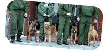 Die ersten vier eigenen Rauschgiftspürhunde des nordrhein-westfälischen Justizvollzugs Die ersten vier eigenen Rauschgiftspürhunde des nordrhein-westfälischen Justizvollzugs